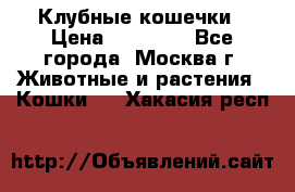 Клубные кошечки › Цена ­ 10 000 - Все города, Москва г. Животные и растения » Кошки   . Хакасия респ.